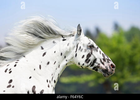 Knabstrup cavallo. Ritratto di leopard-spotted stallone con la criniera fluente. Germania Foto Stock