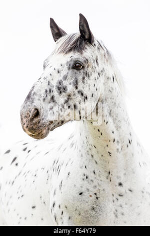 Cavallo norico. Ritratto di leopard-spotted castrazione. Studio Immagine contro uno sfondo bianco. Svizzera Foto Stock