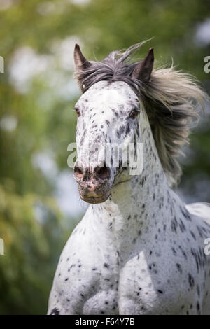 Cavallo norico. Ritratto di leopard-spotted castrazione con la criniera fluente. Svizzera Foto Stock