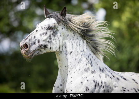 Cavallo norico. Ritratto di leopard-spotted castrazione con la criniera fluente. Svizzera Foto Stock