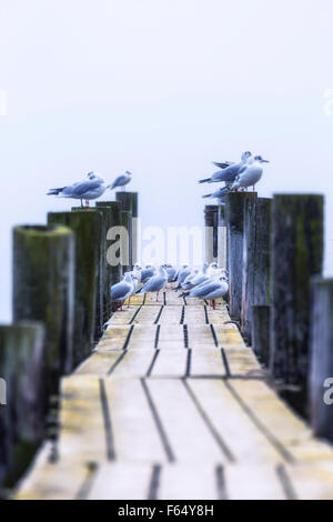 Gabbiani su un pontile in legno Foto Stock