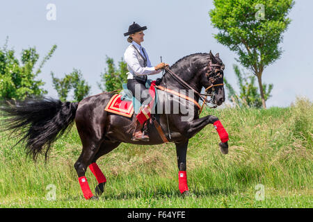 Puro Cavallo Spagnolo andaluso. Rider in costume tradizionale su stallone nero di eseguire gli spagnoli a piedi. Germania Foto Stock