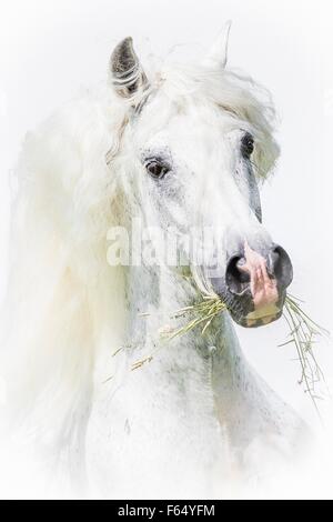 Puro Cavallo Spagnolo andaluso. Ritratto di stallone grigio contro uno sfondo bianco. Germania Foto Stock