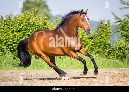 Trakehner. Bay castrazione al galoppo in un paddock. Svizzera Foto Stock