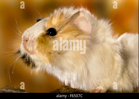 Abissino di cavia. Ritratto di giovane (3 settimane di età). Germania Foto Stock