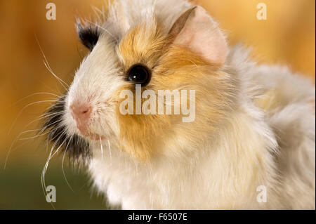 Abissino di cavia. Ritratto di giovane (3 settimane di età). Germania Foto Stock