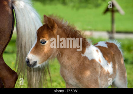 Miniatura pony Shetland. Skewbald mare con puledro (4 settimane di età) su un prato. Germania Foto Stock