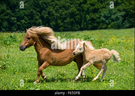 Miniatura pony Shetland. Chestnut mare con Palomino puledro (8 settimane di età) gallopping su un prato. Germania Foto Stock