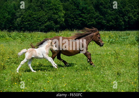 Miniatura pony Shetland. Castagno scuro mare con Palomino pinto puledro (4 settimane di età) gallopping su un prato. Germania Foto Stock