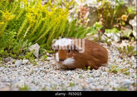 English Crested cavia, cavie. Giovani (3 settimane di età, di colore rosso e bianco) sulla ghiaia. Germania Foto Stock