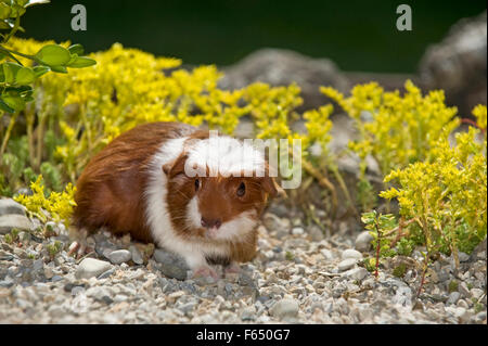 English Crested cavia, cavie. Giovani (3 settimane di età, di colore rosso e bianco) sulla ghiaia. Germania Foto Stock
