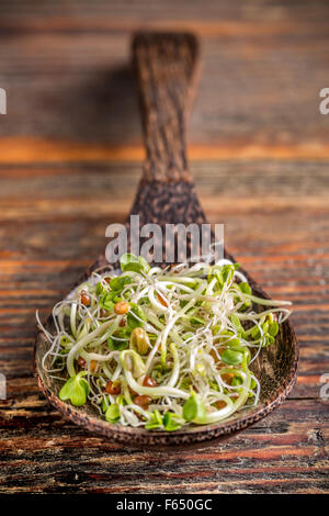 Mix di verde germogli giovani in cucchiaio di legno Foto Stock