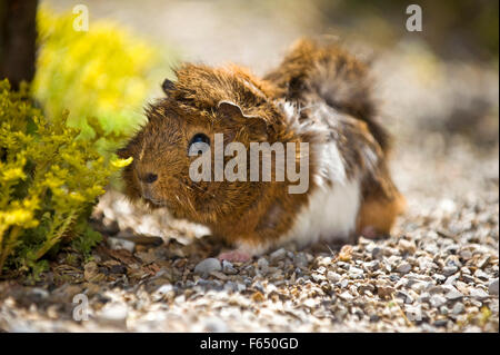 Abissino di cavia, cavie (agouti e bianco) su ciottoli. Germania Foto Stock