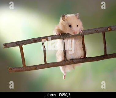 La crema Teddy Hamster salendo su una scala. Germania Foto Stock