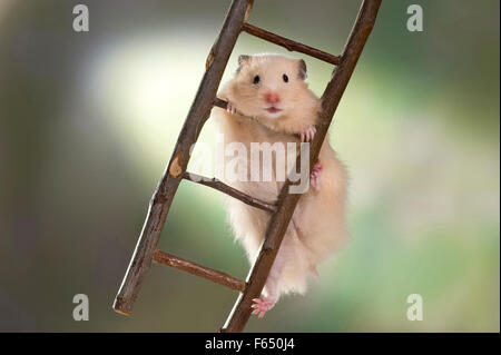 La crema Teddy Hamster salendo su una scala. Germania Foto Stock