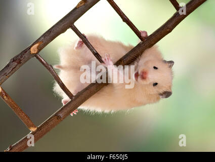 La crema Teddy Hamsterclimbing su una scala. Germania Foto Stock