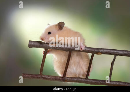 I capretti crema Teddy Hamster salendo su una scala. Germania Foto Stock