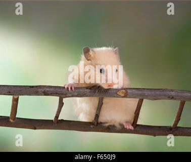 I capretti crema Teddy Hamster salendo su una scala. Germania Foto Stock