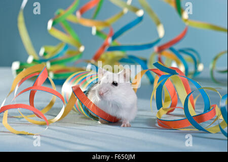 Djungarian Hamster siberiano criceto con bandiere di carta. Germania Foto Stock