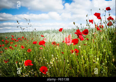 Il papavero fiori nel campo di grano Foto Stock