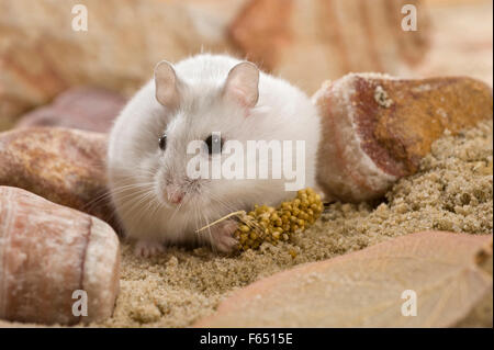 Djungarian Hamster, criceto siberiano mangiare miglio. Germania Foto Stock