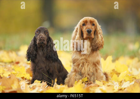 English Cocker Spaniel. Due adulti seduti in foglie di autunno. Germania Foto Stock
