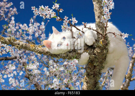 Il gatto domestico. Bianco di arrampicata per adulti in una fioritura di mandorli. Spagna Foto Stock