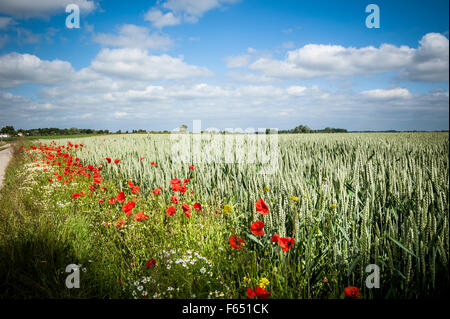 Il papavero fiori nel campo di grano Foto Stock