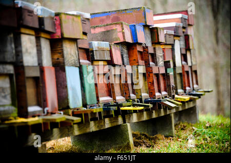 alveari dell'ape Foto Stock