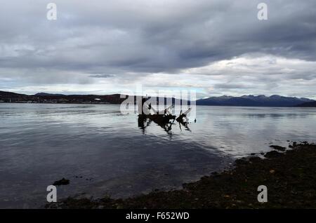 Bella grande cormorano nero uccelli seduto su di una vecchia nave di legno relitto nel fiordo di freddo Foto Stock