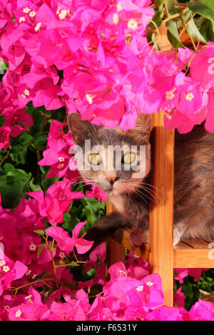 Il gatto domestico su una sedia da giardino, circondato da fiori di bouganville. Mallorca, Spagna Foto Stock