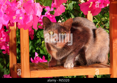 Il gatto domestico su una sedia da giardino, circondato da fiori di bouganville. Mallorca, Spagna Foto Stock