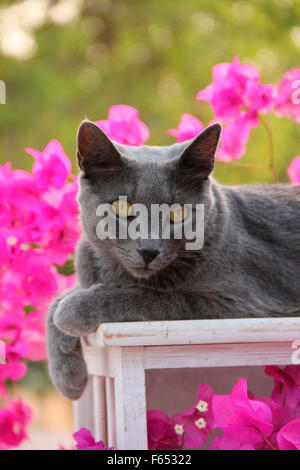 Blu Il gatto domestico su una sedia da giardino, circondato da fiori di bouganville. Mallorca, Spagna Foto Stock