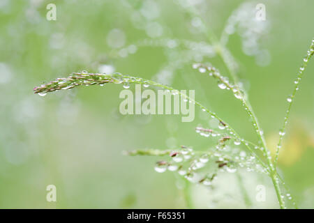 Dewdrops su erba di prato. Foto Stock