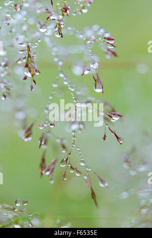 Dewdrops su erba di prato. Foto Stock