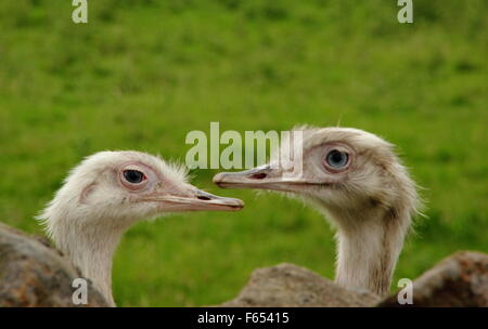 Una coppia di rheas (in cattività) Foto Stock