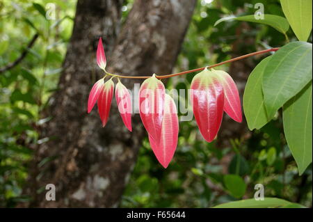 Cannella di Ceylon tree, vero albero di cannella, Cinnamomum verum Foto Stock