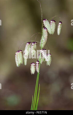 Dondolando le teste dei fiori di decorativo grande annuale vacilla erba, Briza maxima Foto Stock