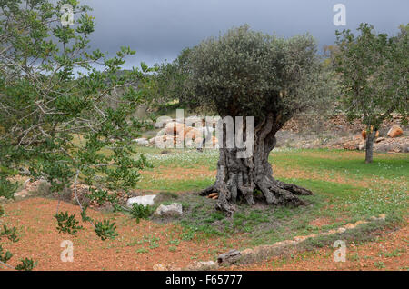 Vecchio olivo nel frutteto vicino alla Basilica di Santa Agnese de Corona, Ibiza spagna Foto Stock