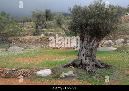 Vecchio olivo nel frutteto vicino alla Basilica di Santa Agnese de Corona, Ibiza spagna Foto Stock