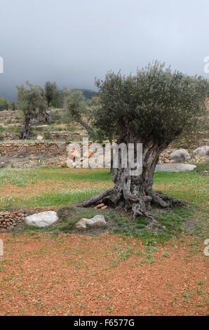 Vecchio olivo nel frutteto vicino alla Basilica di Santa Agnese de Corona, Ibiza spagna Foto Stock