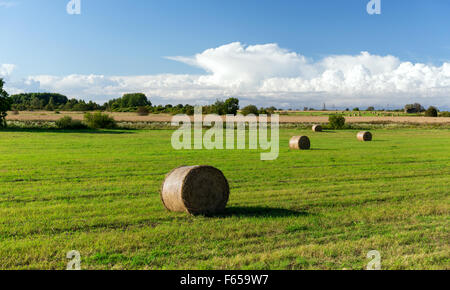 Haystacks o rotoli di fieno sul campo estivo Foto Stock