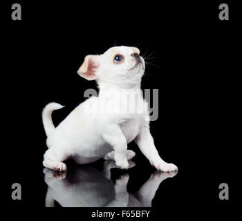 Cucciolo bianco di Chihuahua siede su nero sfondo riflettente e guarda in alto Foto Stock