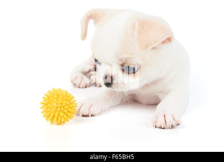 Cucciolo di Chihuahua gioca con giallo giocattolo in PET bianco su sfondo isolato Foto Stock