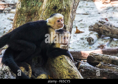 Le scimmie che abbraccia ogni altro Foto Stock