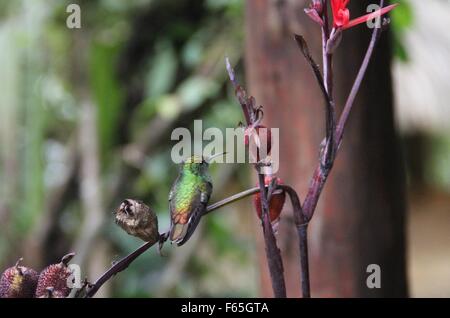 Una ramata-headed emerald hummingbird, Elvira cupreiceps, appollaiato sul ramo Sallacca. Foto Stock