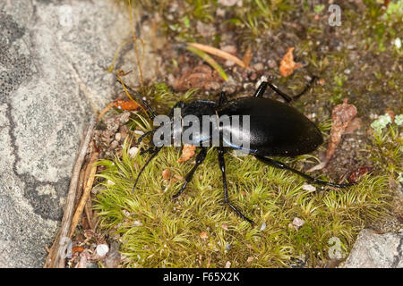 Massa viola beetle, Goldleiste, Purpur-Laufkäfer, Purpurlaufkäfer, Laufkäfer, Carabus tendente al violaceo Foto Stock