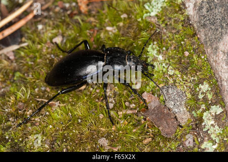 Massa viola beetle, Goldleiste, Purpur-Laufkäfer, Purpurlaufkäfer, Laufkäfer, Carabus tendente al violaceo Foto Stock