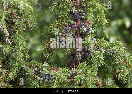 Il Ginepro comune, bacche di ginepro, bacche, Gewöhnlicher Wacholder, Wacholderbeeren, Früchte, Juniperus communis, Genévrier commun Foto Stock