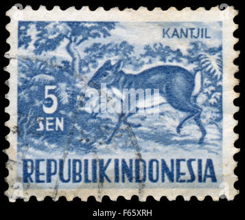 INDONESIA - circa 1956: timbro stampato in Indonesia, mostra Tragulus javanicus, serie animali, circa 1956 Foto Stock